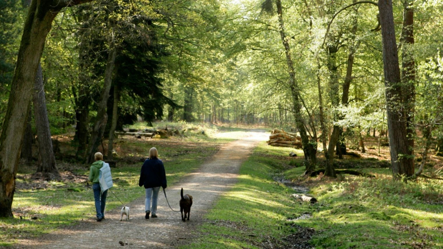 Dog walkers in the New Forest