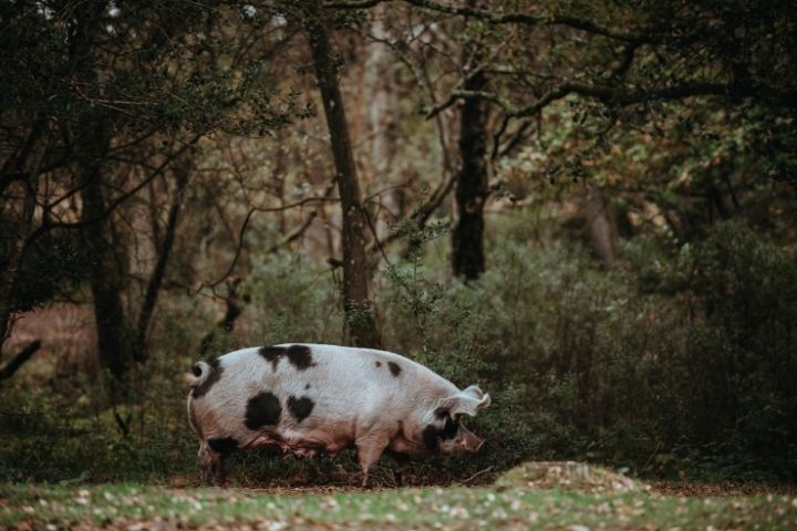Pig during Pannage Season