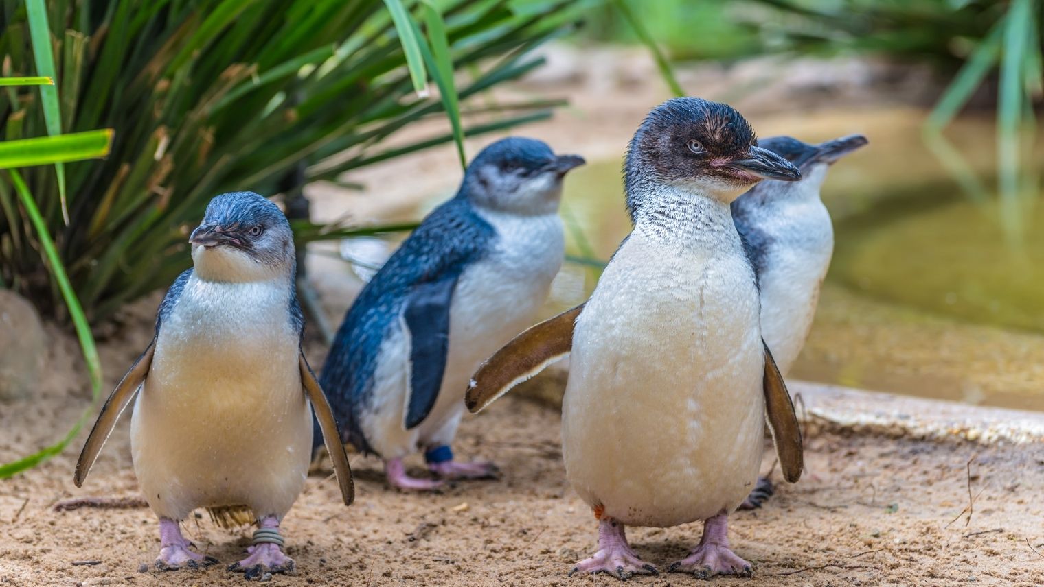 Faerie Penguins at Weymouth SEA LIFE