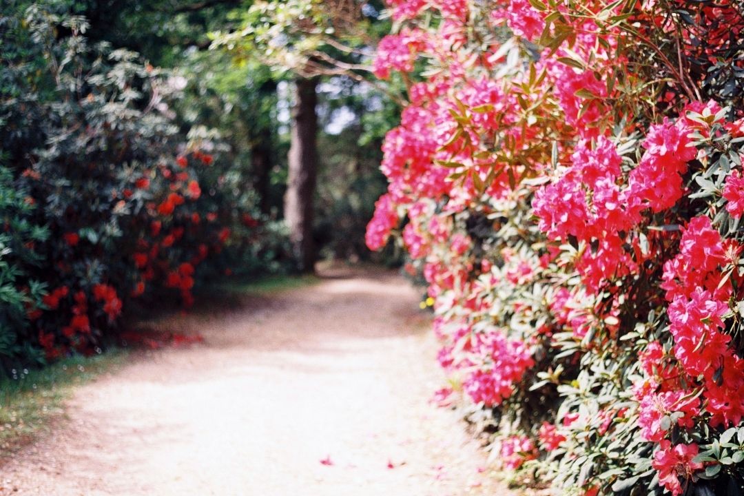 Rhododendrons at Exbury Gardens