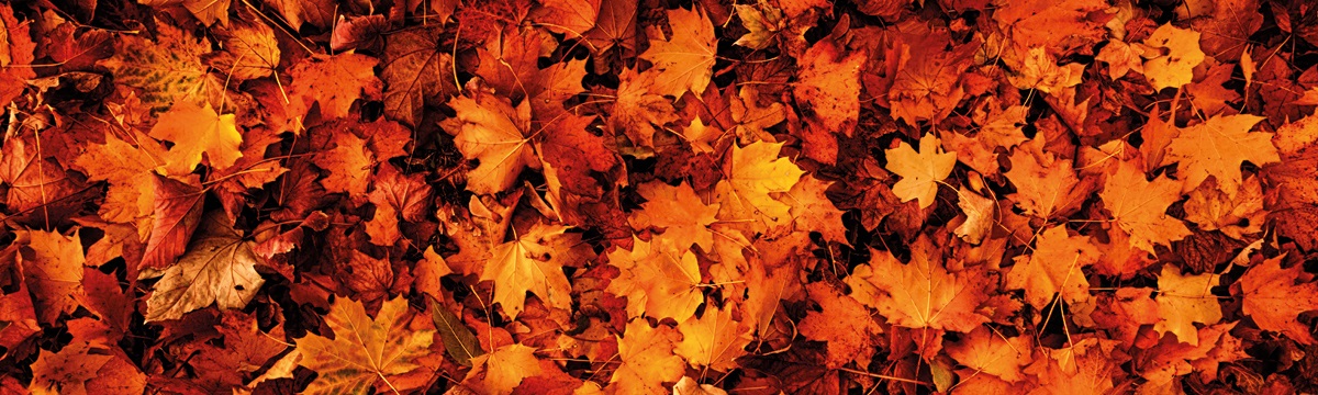 Autumn leaves - Autumn timetable changes